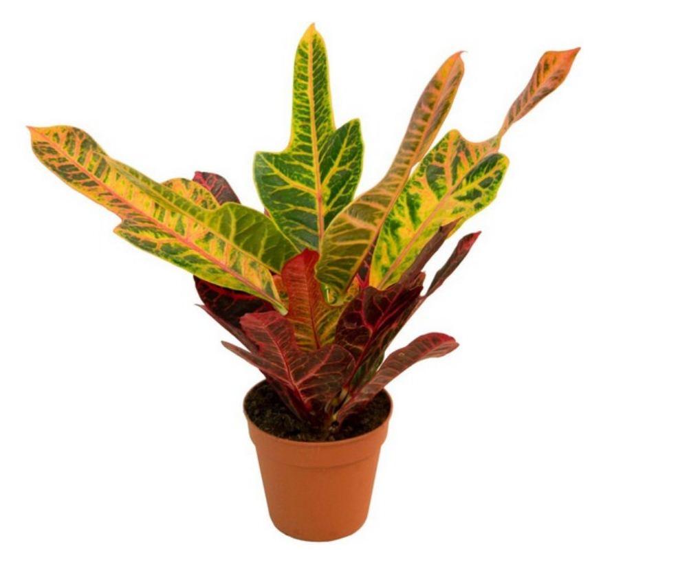 Кротон Эксилент