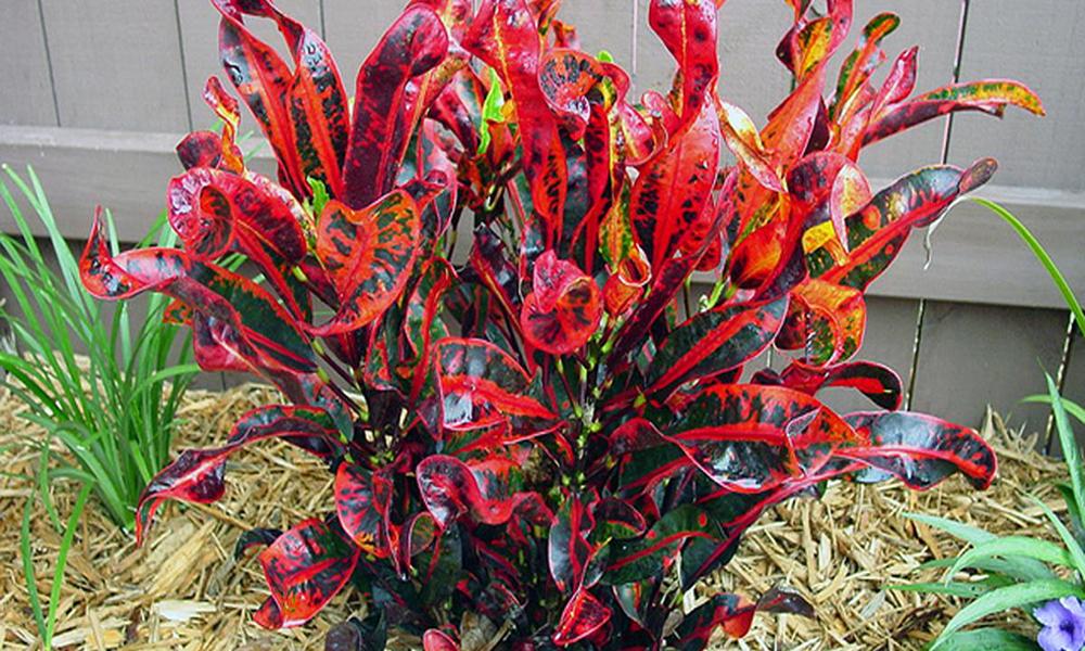 Кротон Мамми