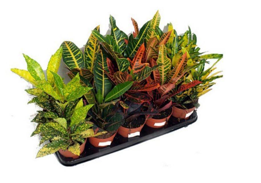 Кротон микс