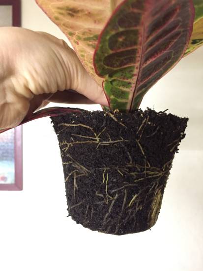 Пересадка кротона